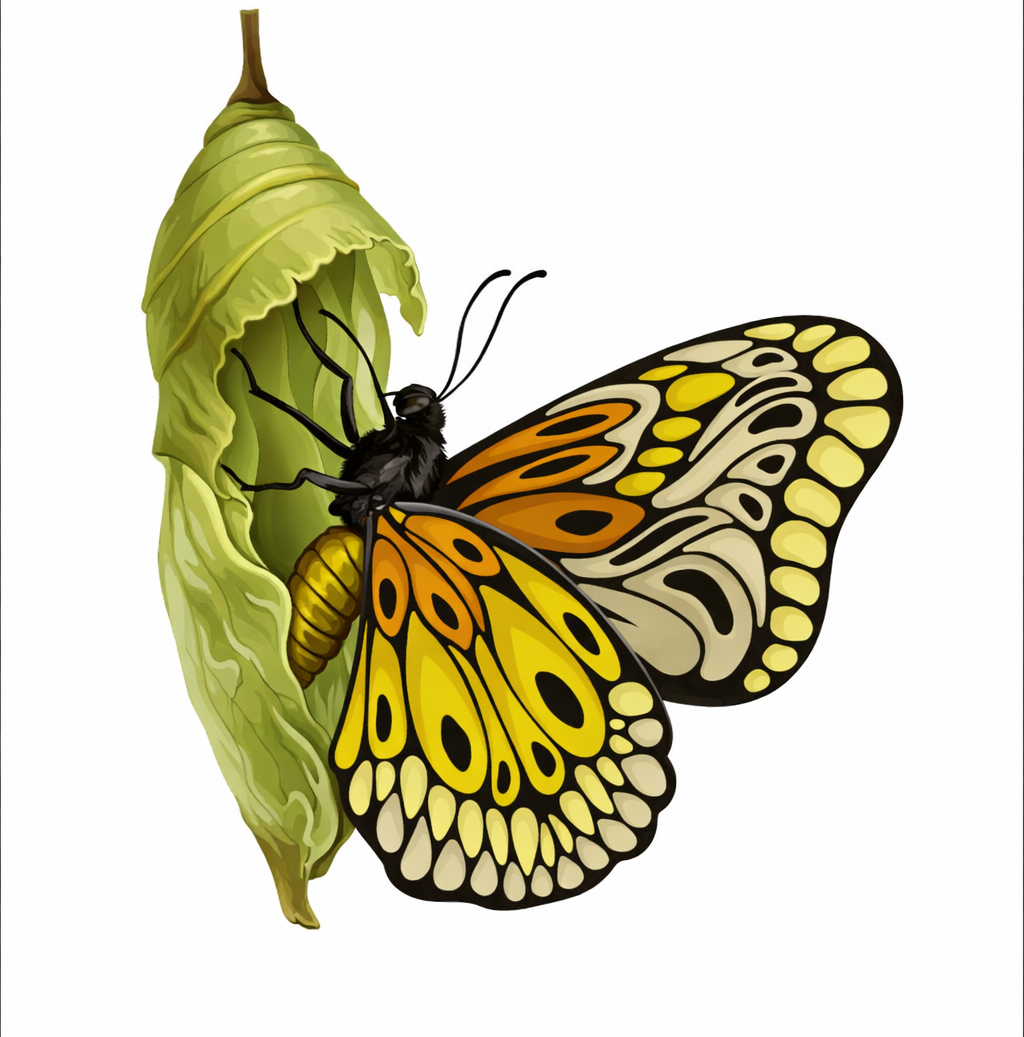 Butterfly Cocoon